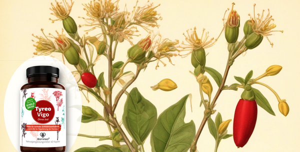 Schilddrüsenhormone Einnahme: Der Leitfaden für die korrekte Anwendung