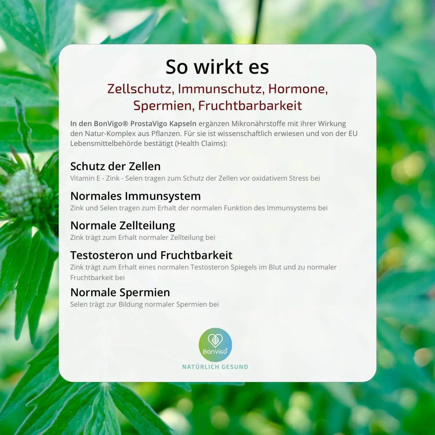 BonVigo Prostavigo Kapseln für den Mann Immunsystem Testosteron Spermien ProstaVigo Kapseln Mann erwiesene Wirkung